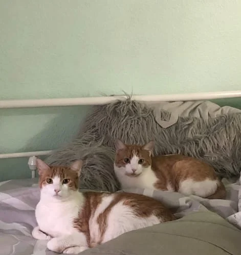 Second image shared with the two-companion portrait mug case